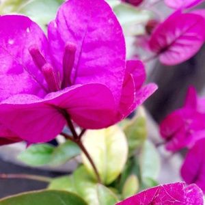 Meet your Posher, Cookie